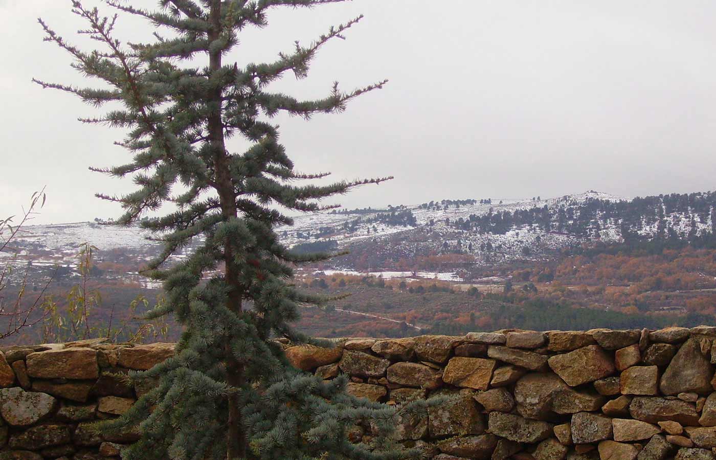 neve