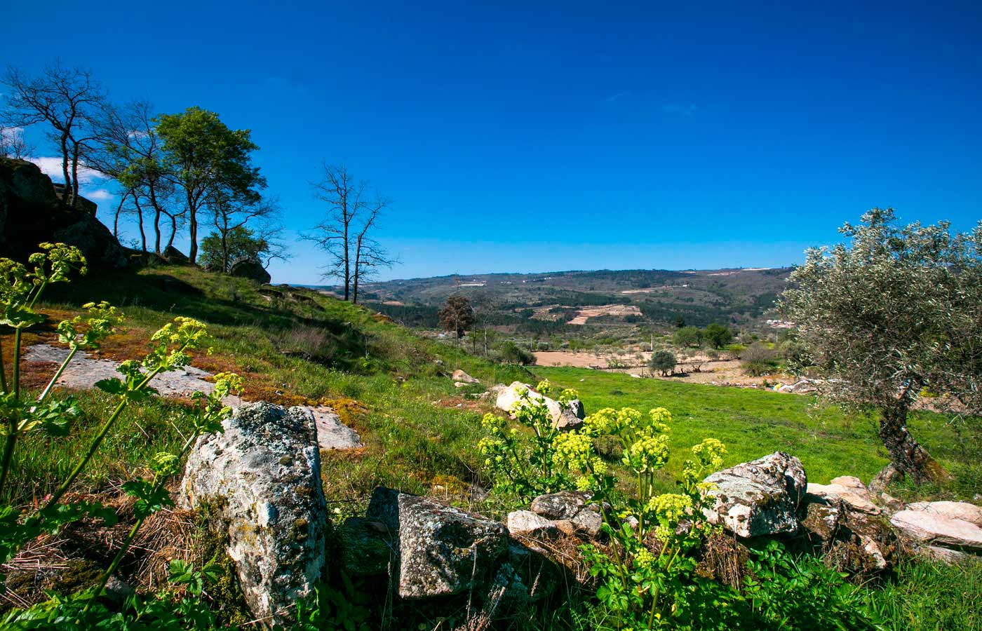 Primavera